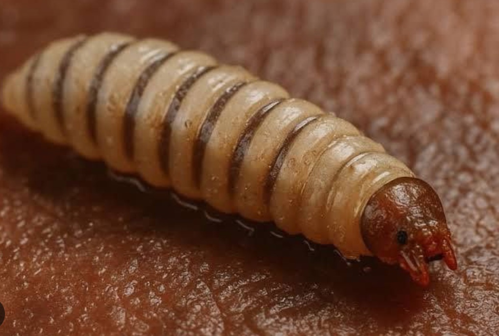 Confirman primer caso de gusano barrenador en Guanajuato