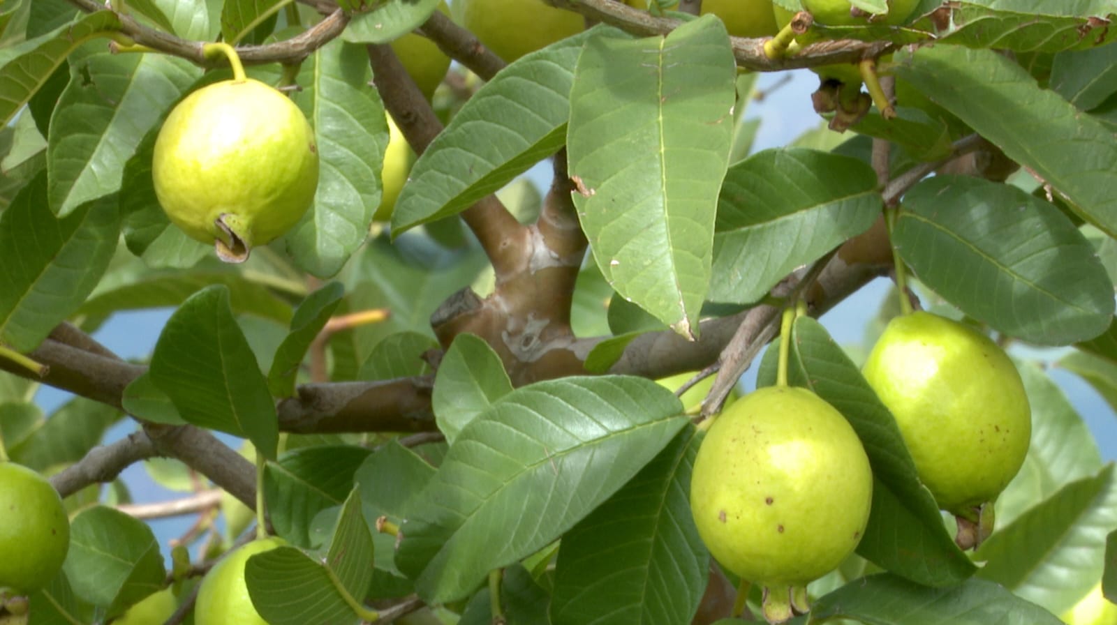 Investigación de la UAA, detrás de la obtención de la Indicación Geográfica “Guayaba de Calvillo”