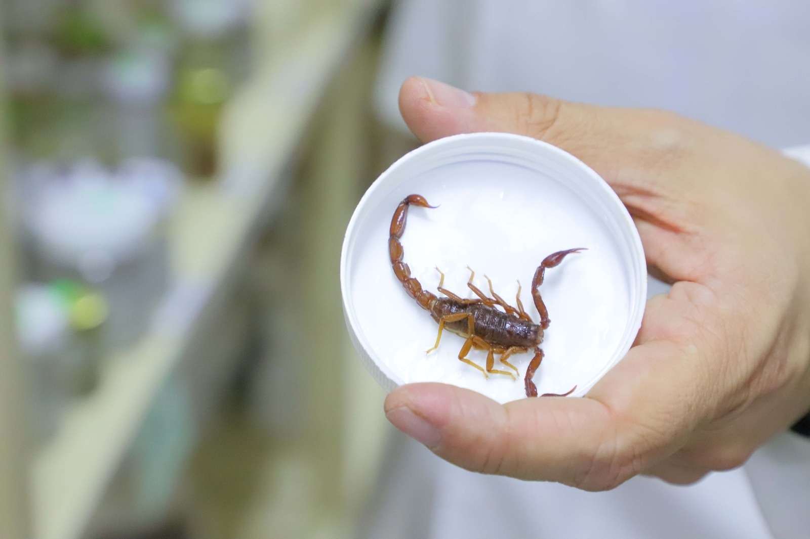 Hay hasta 13 especies de escorpiones en Aguascalientes: Calvillo, con la mayor concentración