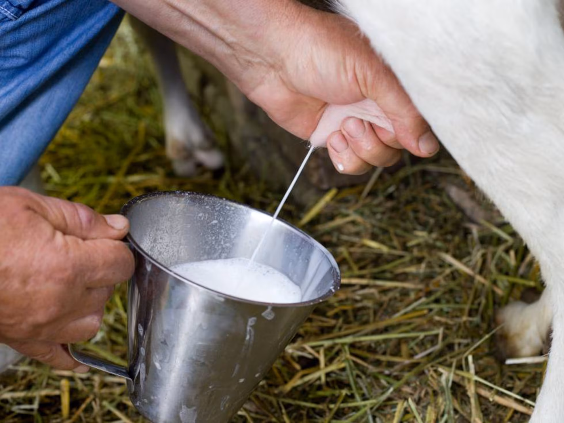 Leche bronca “casi desaparece”, pero aún se vende en la periferia de Aguascalientes