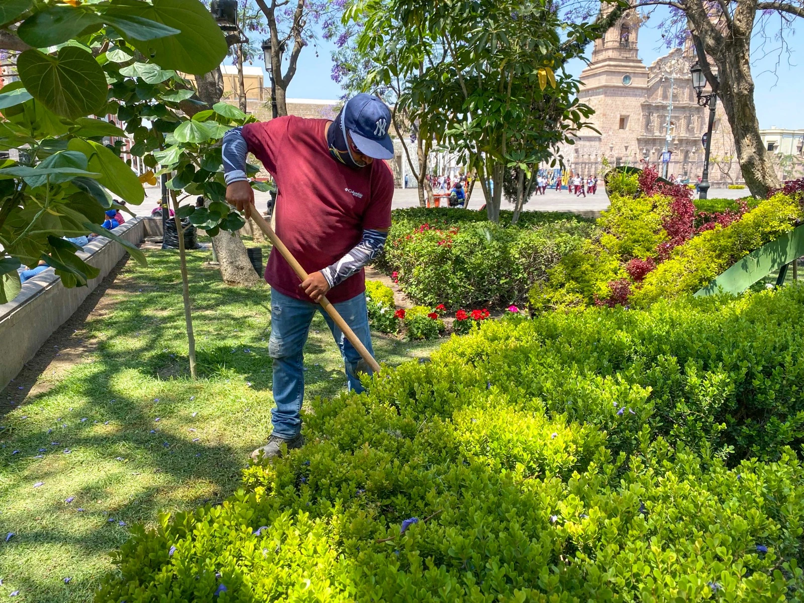 Embellecen Plaza Patria con 300 malvas