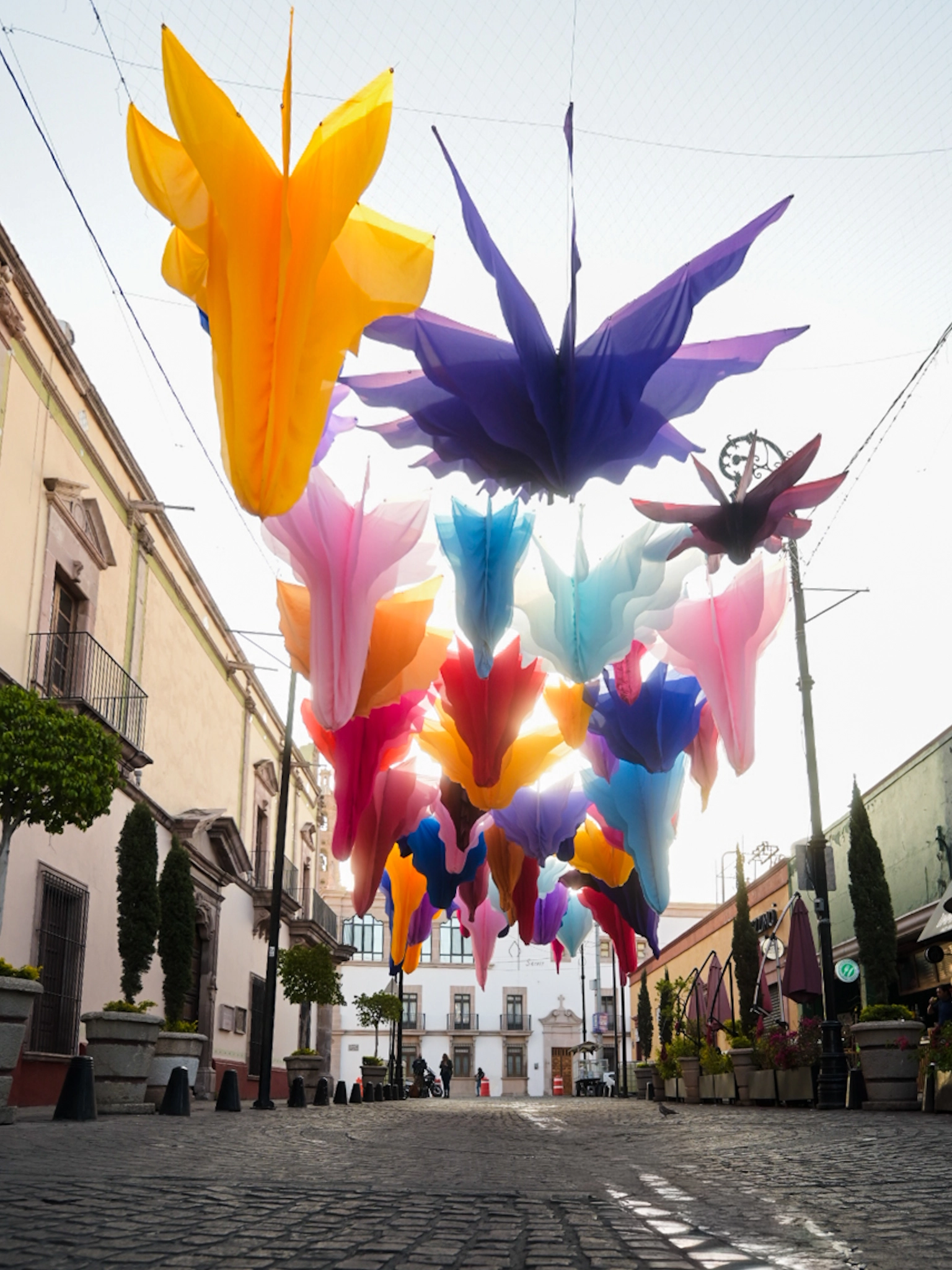 Jardín Botánico, el concepto del Corredor Cultural Carranza 2026