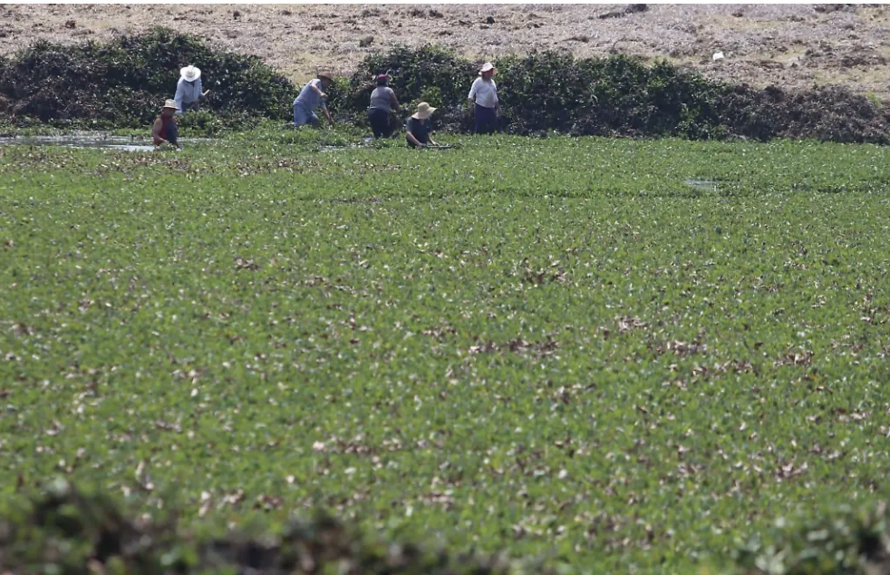 Presa Allende, invadida por lirio hasta en un 45% 