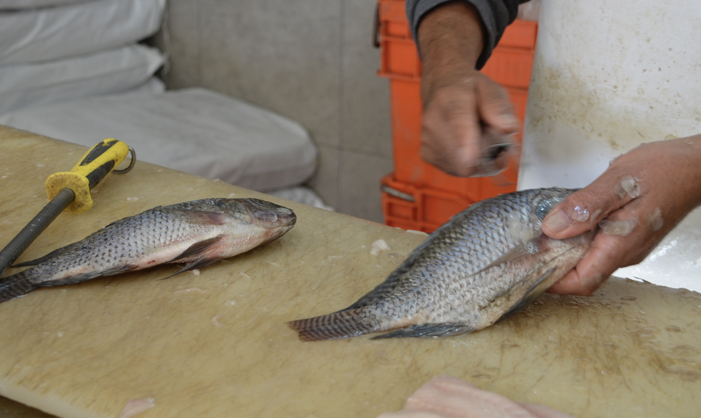 Inspeccionan mariscos y balnearios con más de 450 verificaciones