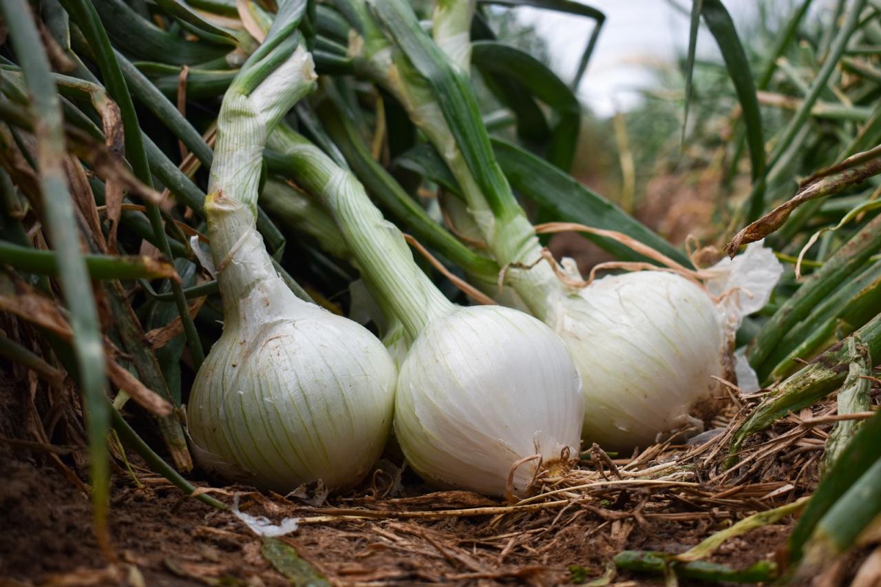 Aguascalientes, de los de los principales productores de cebolla en el país