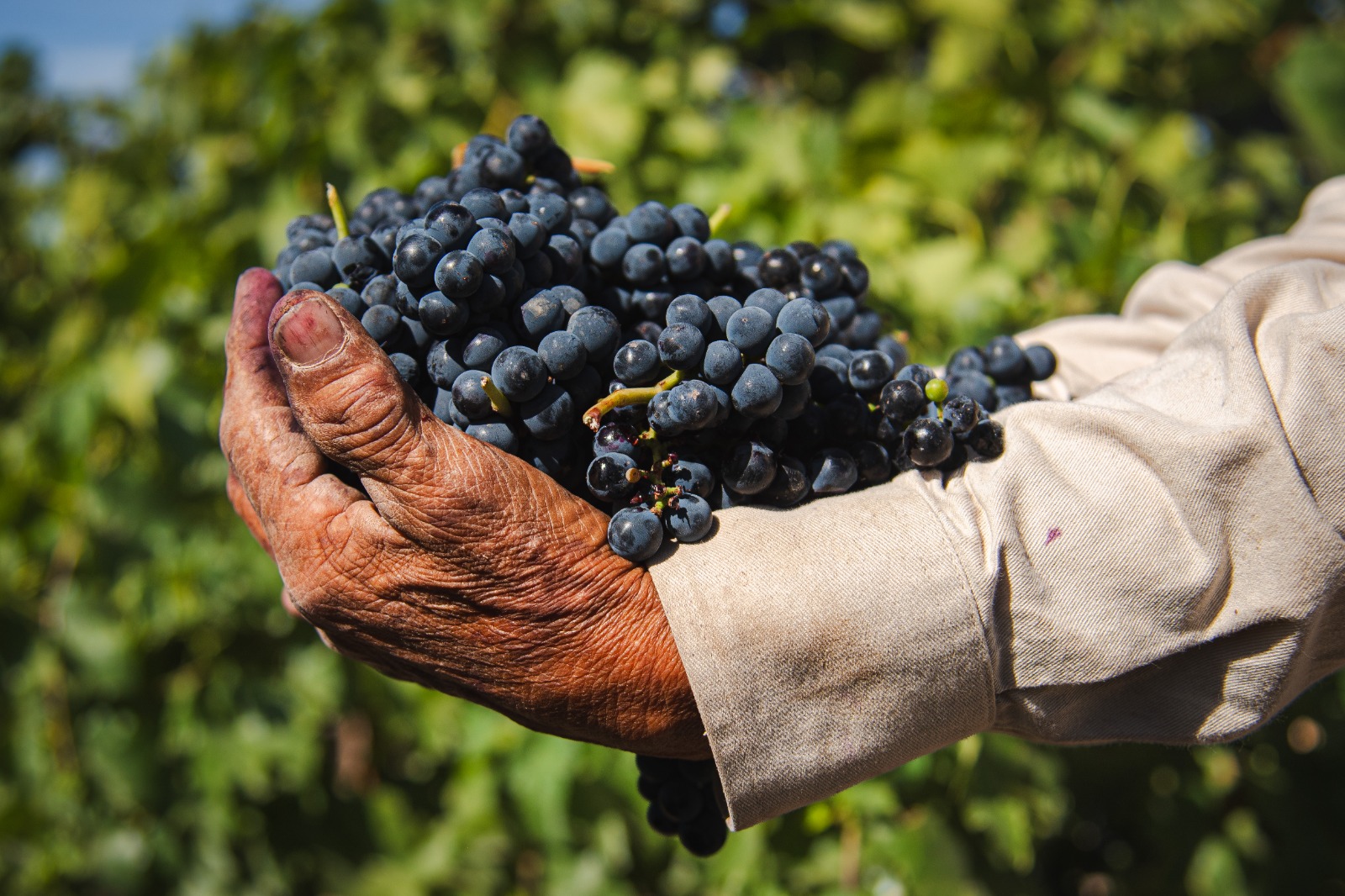 Vino, talleres y degustaciones: Aguascalientes será sede del Primer Congreso Internacional de la Uva y el Vino