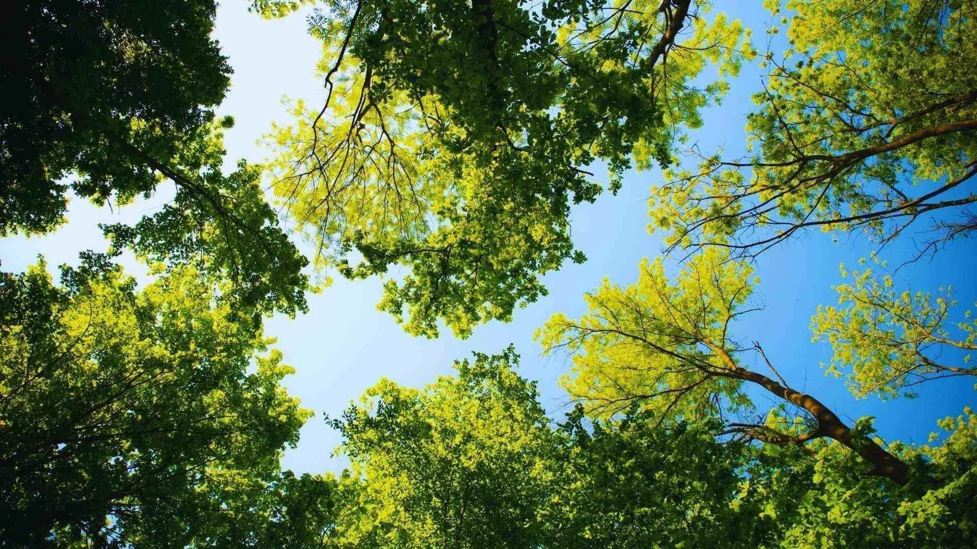Reubicarán 15 árboles por obra en Colosio; descartan tala