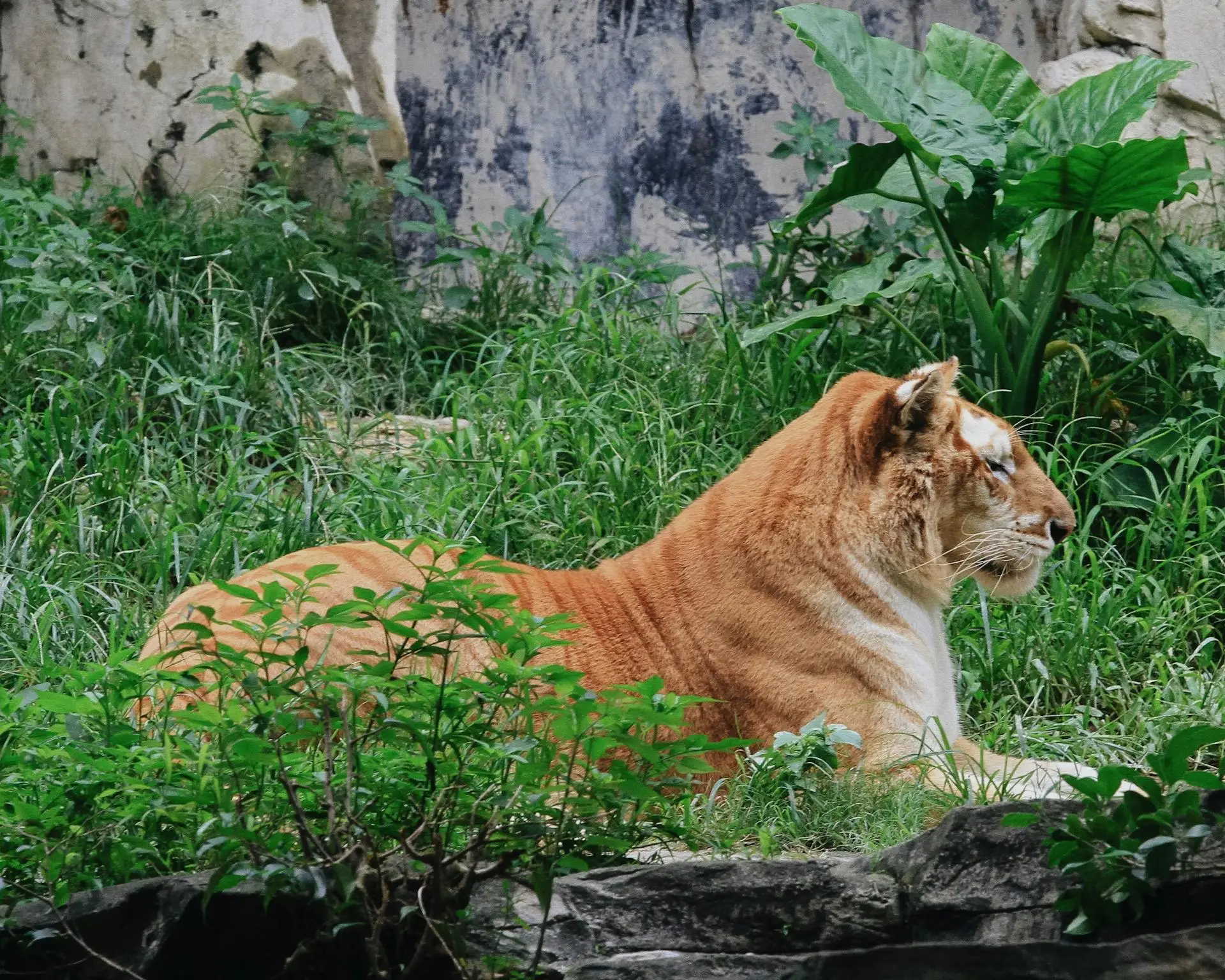 PROFEPA detecta exhibición irregular de tigre de bengala, pumas y leones en Aguascalientes