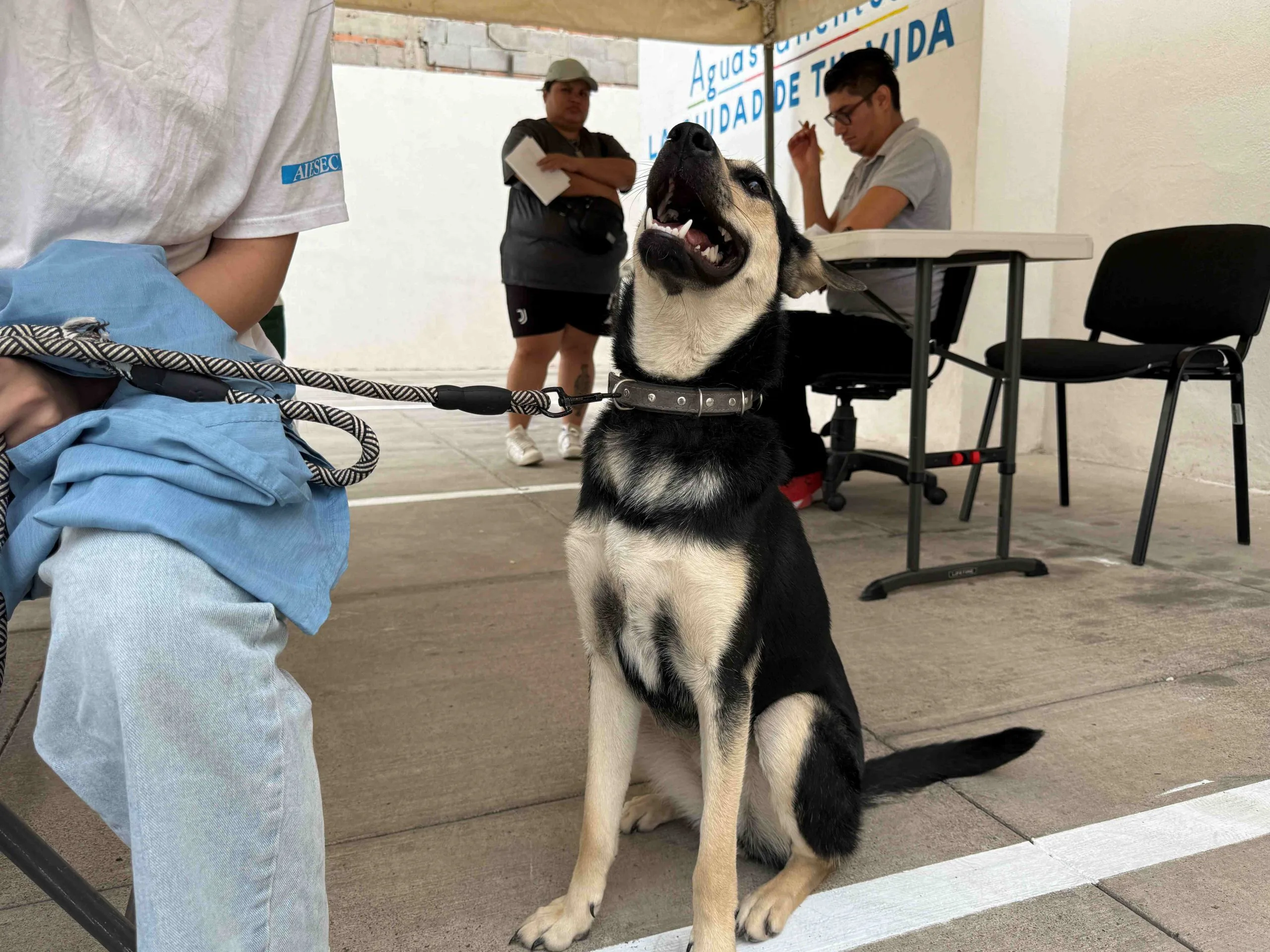 Realizarán jornada de esterilización canina y felina en La Purísima y Cumbres 3