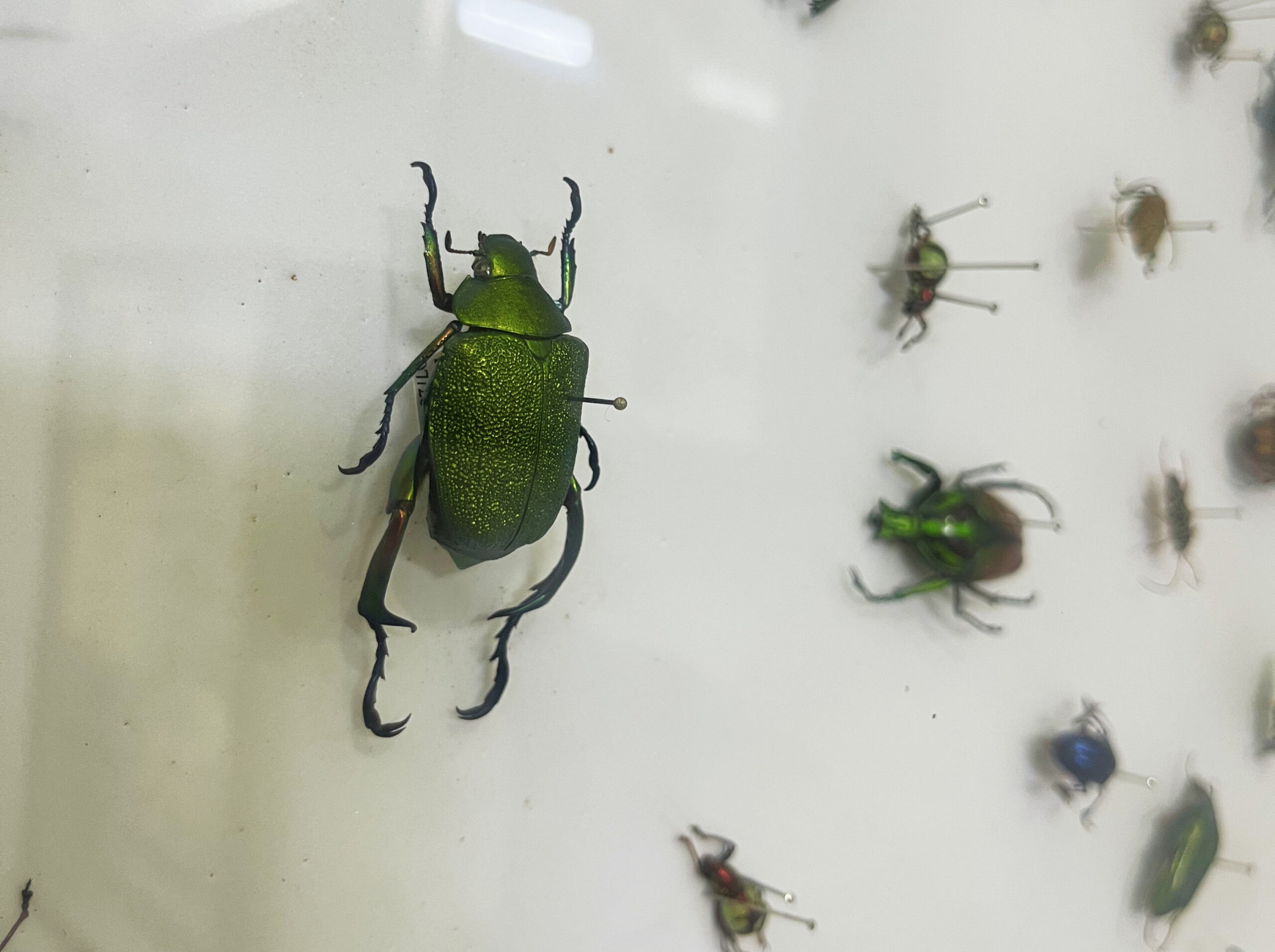 Tarántulas y mariposas gigantes cobran vida en el Museo Bichos Aguascalientes