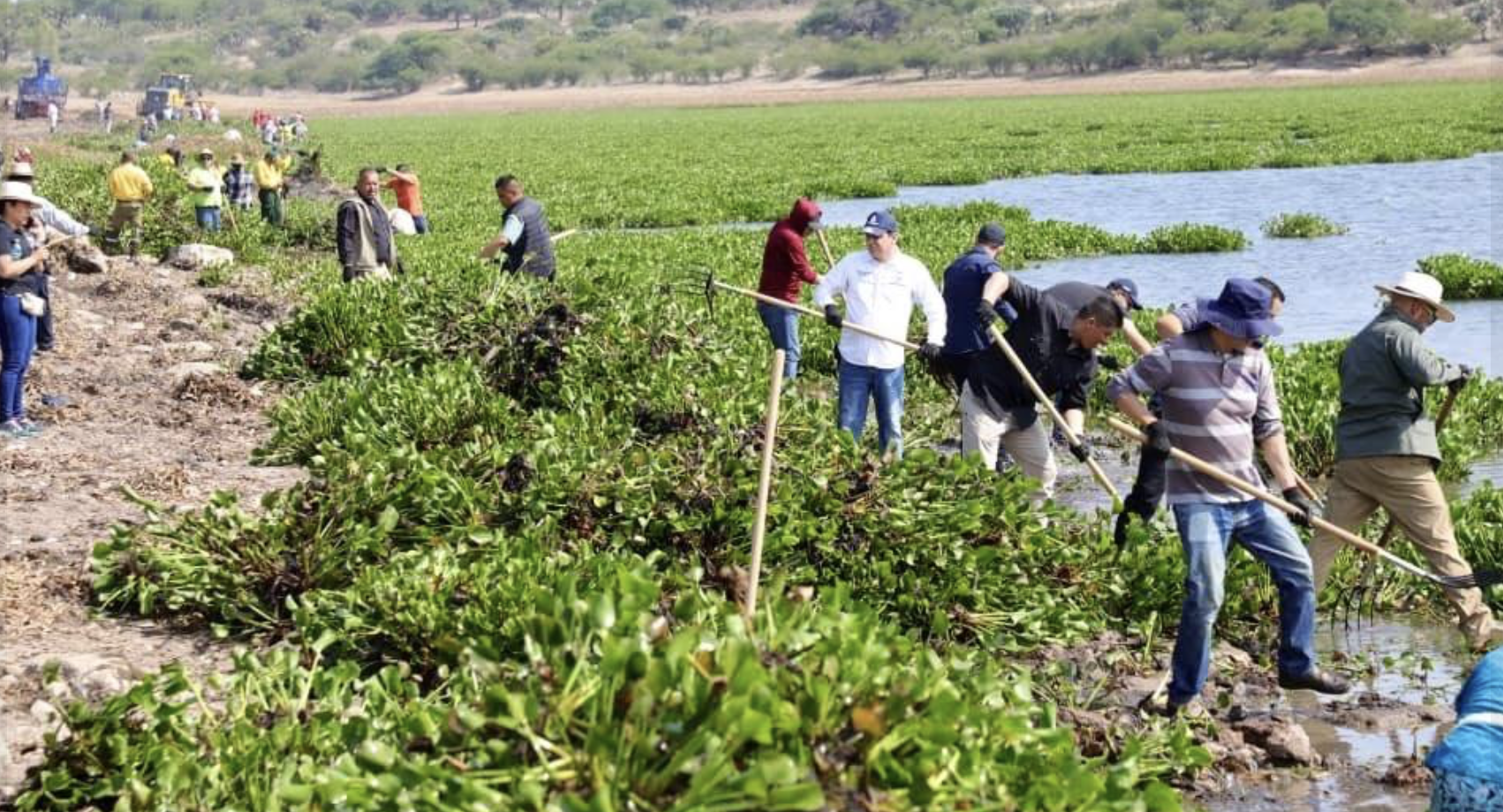 Lanzan nueva jornada para retirar lirio acuático: ya invade casi la mitad de la presa Allende