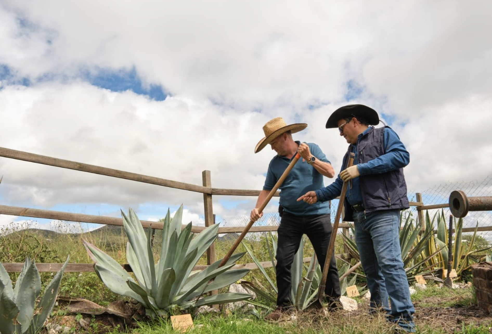 Crece el mapa del mezcal en Guanajuato: se suman cuatro municipios a la denominación