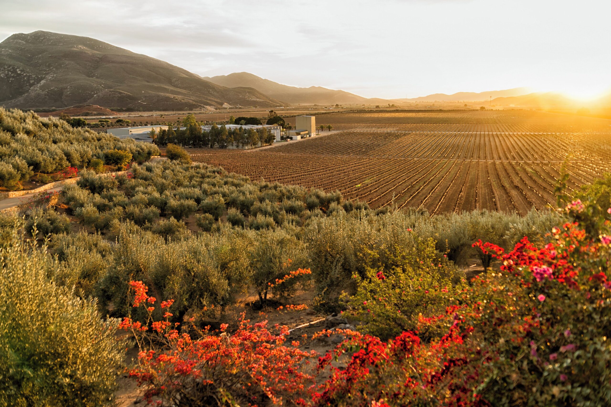 Valle de Guadalupe ante la encrucijada: ProValle defiende el legado vitivinícola en medio de su peor crisis de afluencia en años