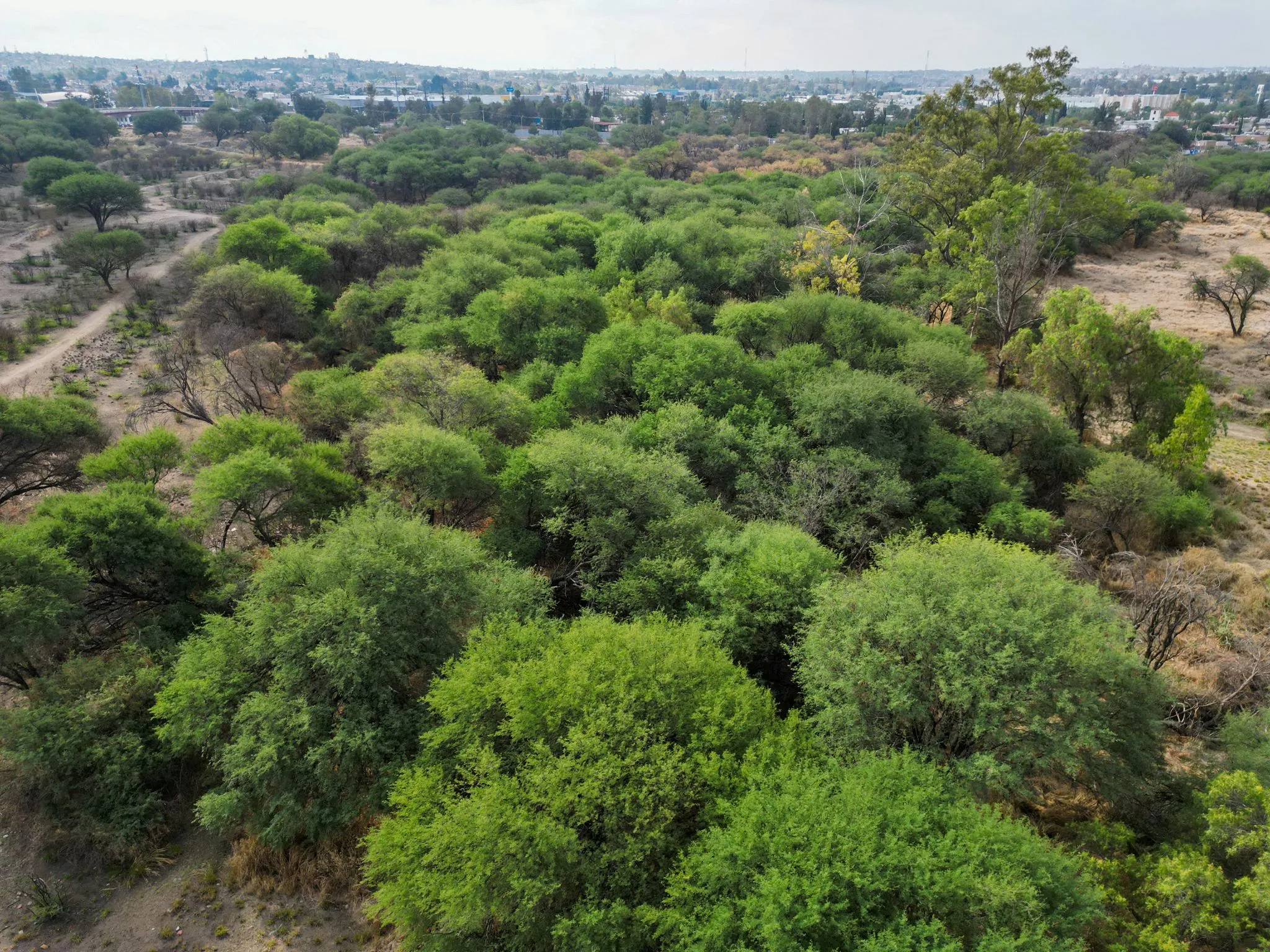 Aguascalientes supera el 30% de territorio bajo protección ambiental, asegura SSMAA