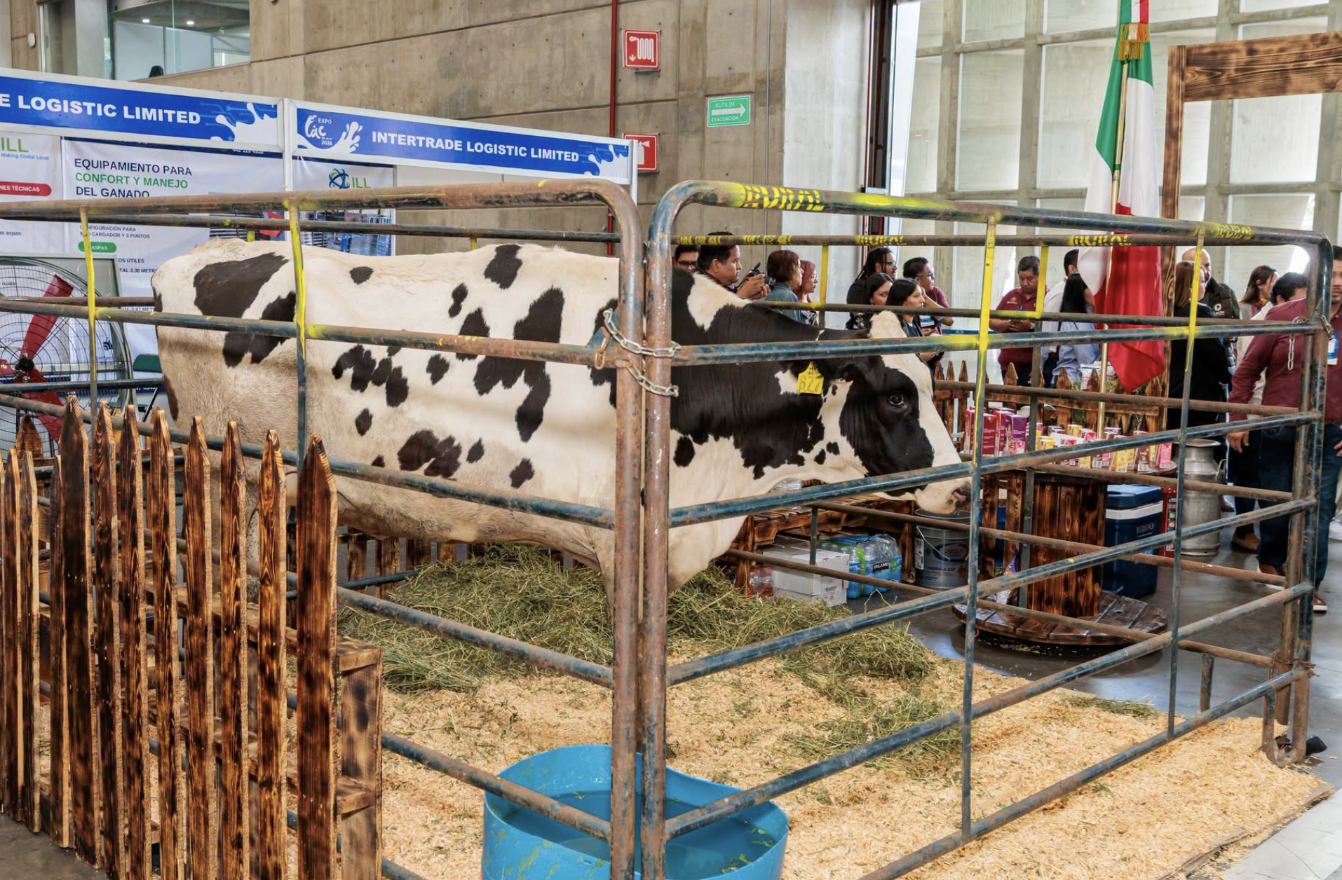 Guanajuato suma cerca de 300 casos de gusano barrenador en ganado y 43 en perros