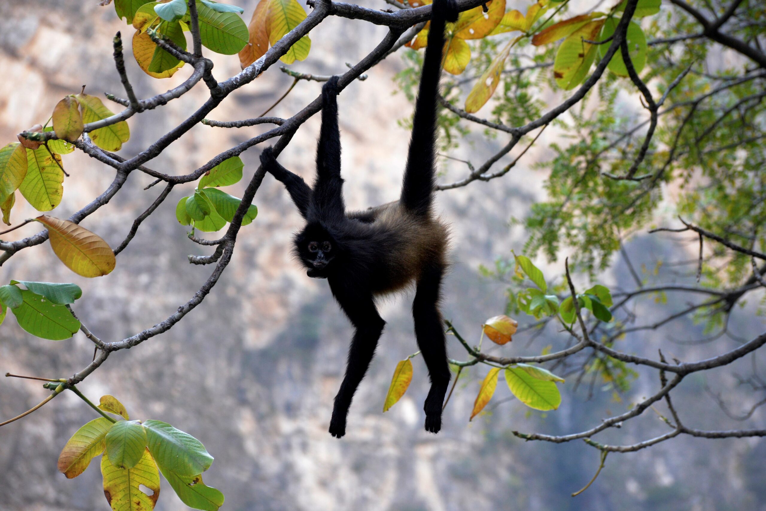 Monos, aves y cocodrilos: hasta 30 decomisos de fauna silvestre en Aguascalientes este año