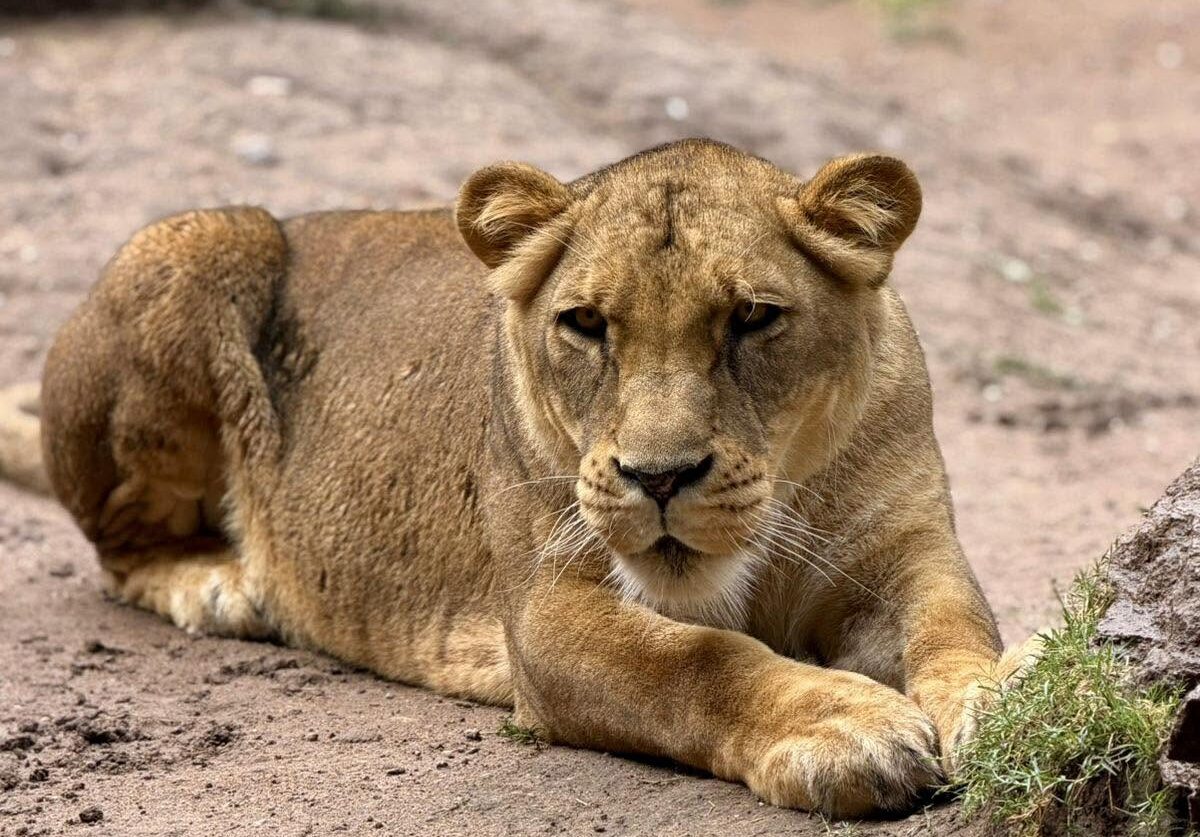 Refugio del Parque Rodolfo Landeros alberga a más de 300 animales