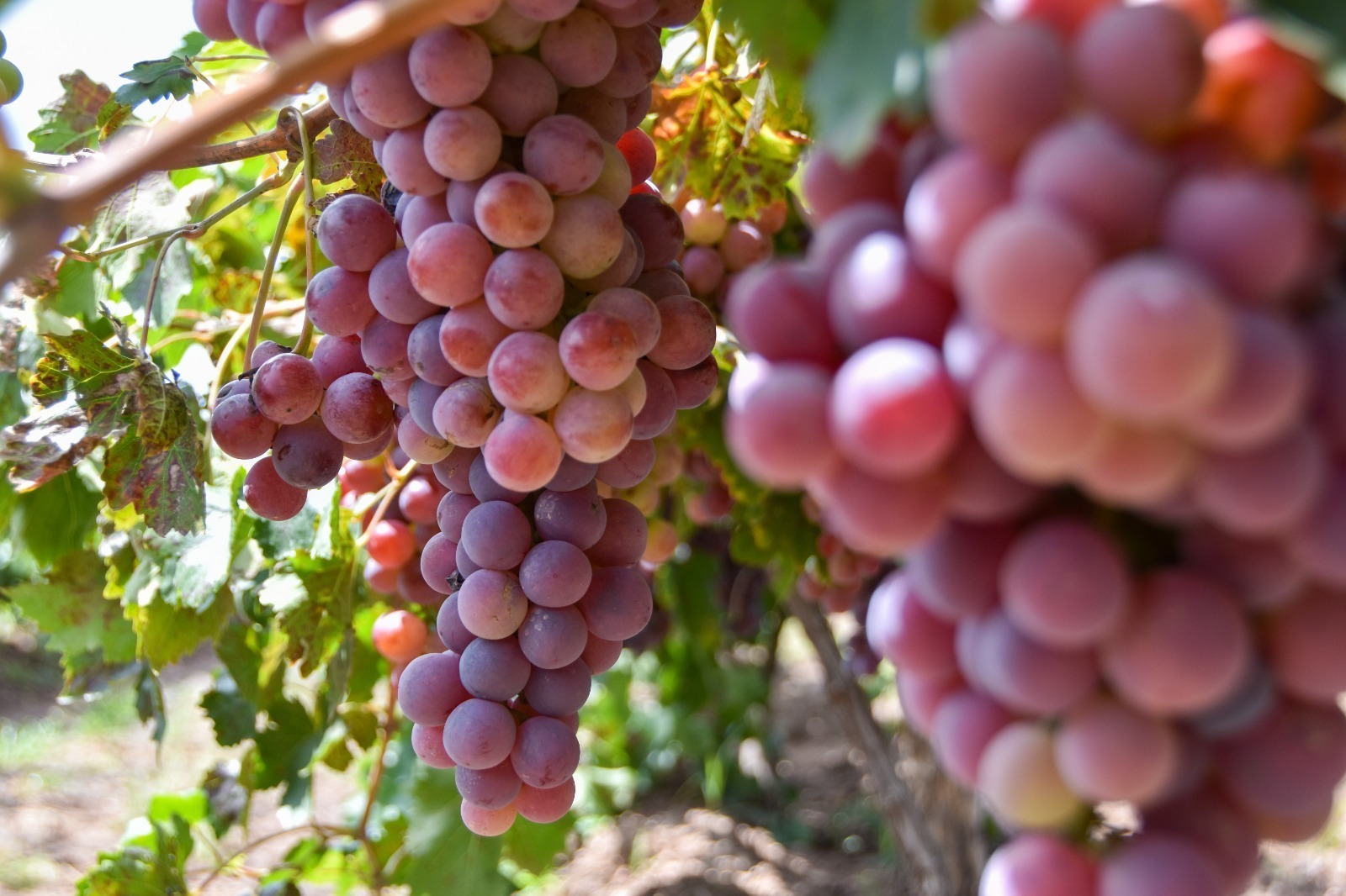 Vino de Aguascalientes busca consolidarse en mercados nacionales e internacionales