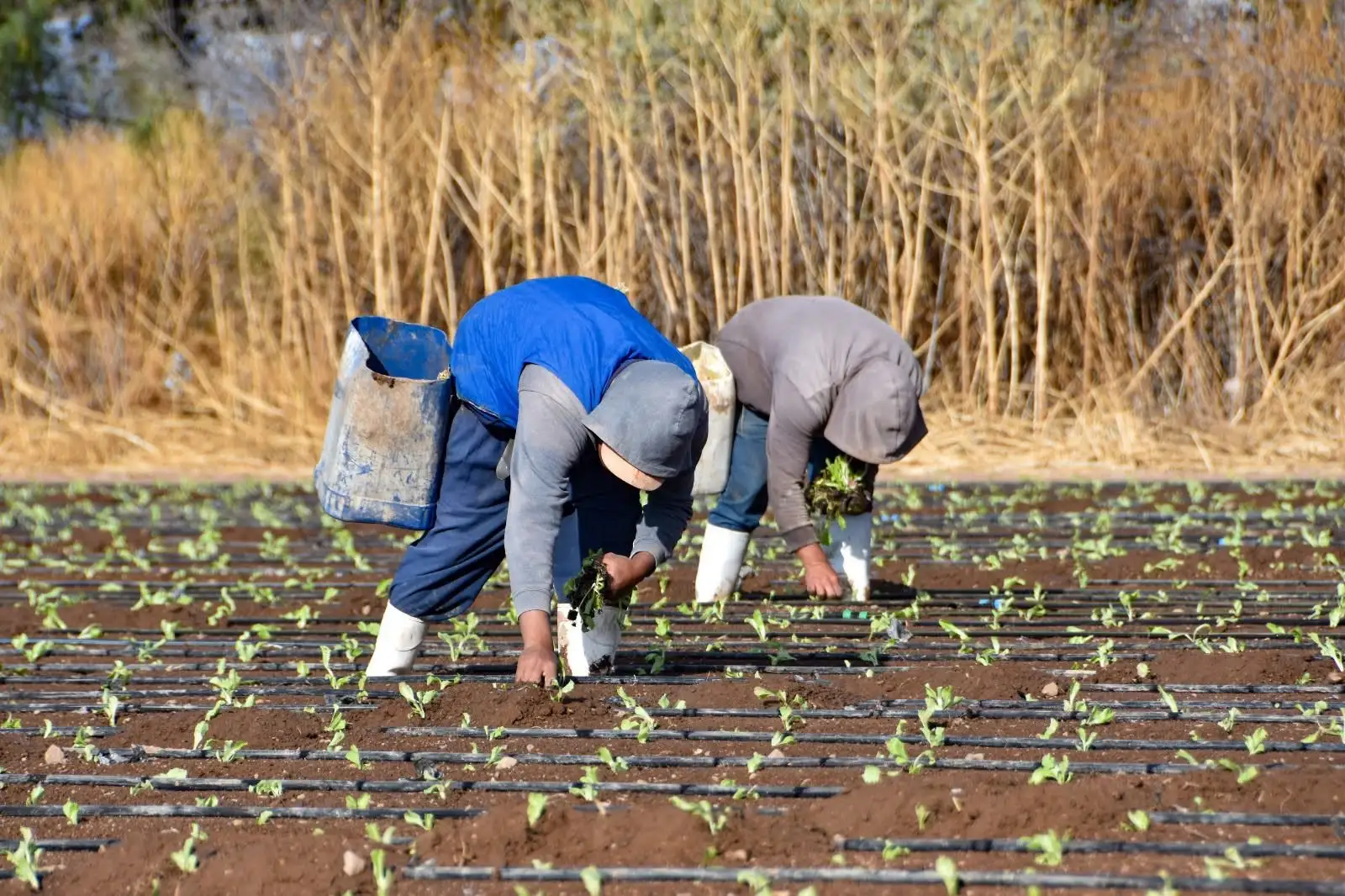 Lluvias impulsan siembra en Aguascalientes: 95% de la superficie de temporal ya está cultivada