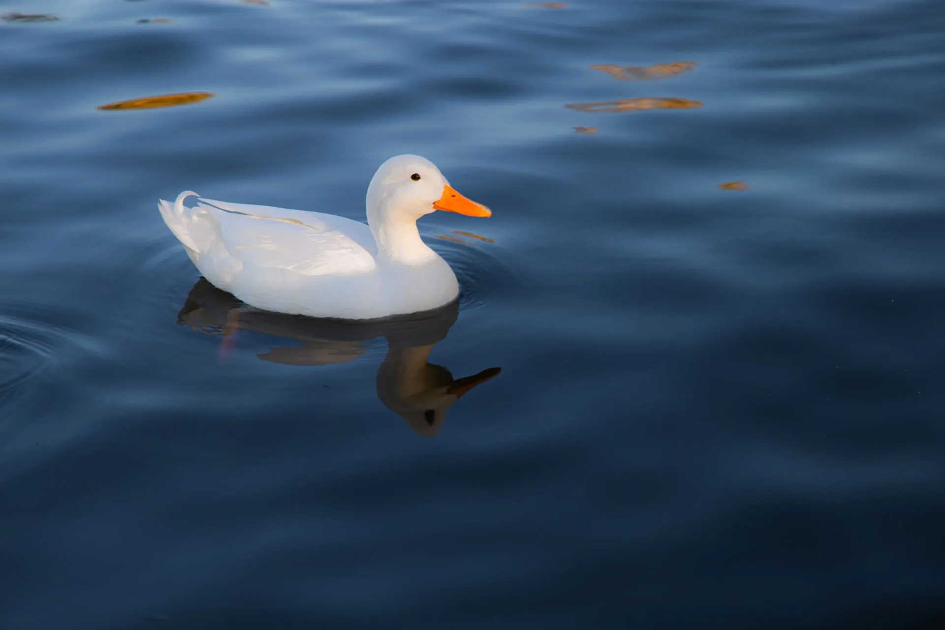 ¿Riesgo mediático por “Pato Merlín”? PROFEPA advierte adopción desmedida de esta especie
