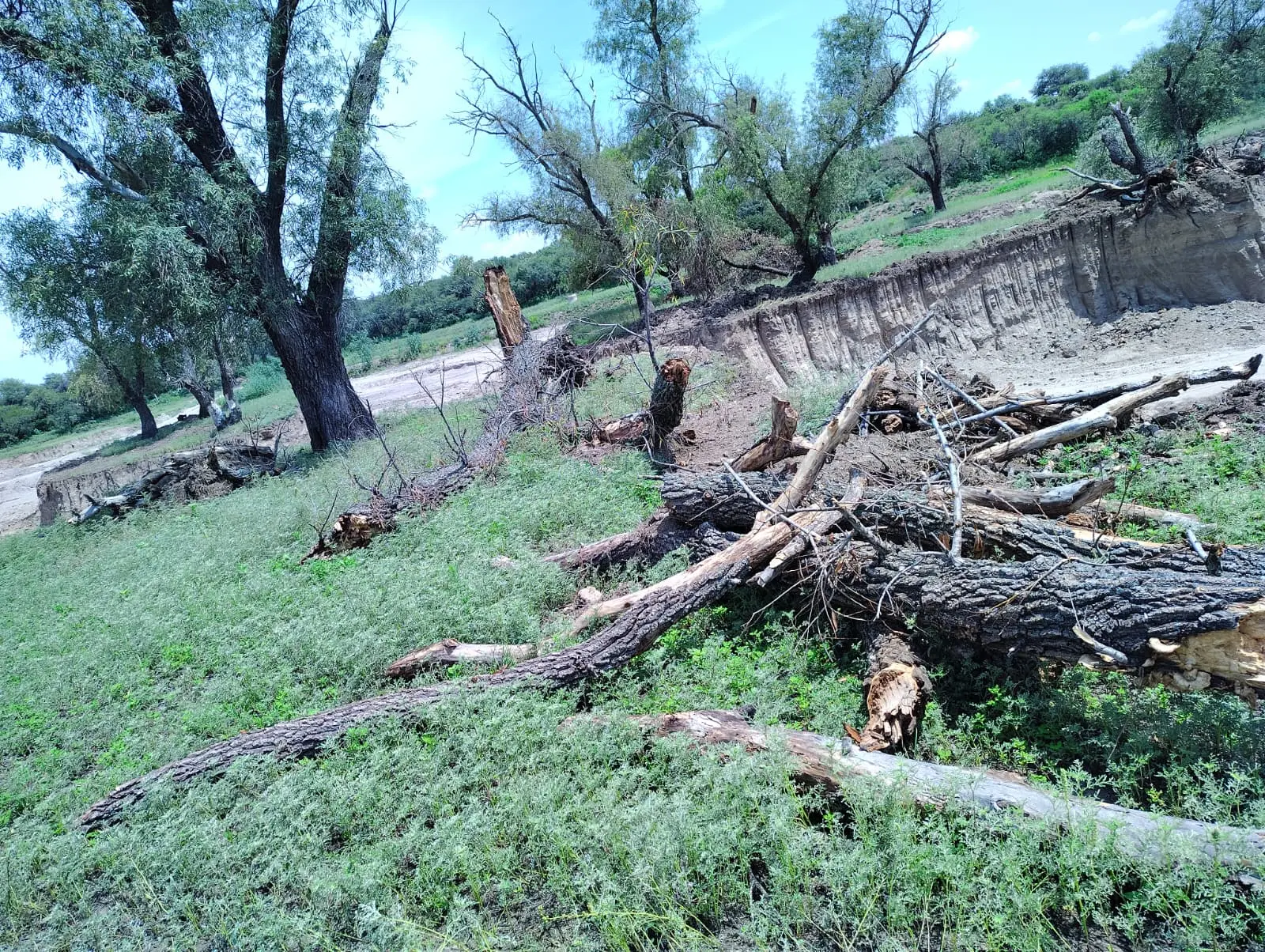 Ejidatarios denuncian supuesto ecocidio y “saqueo” en Santa María de Gallardo; PROFEPA lo niega