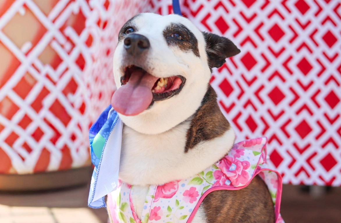 Así se vivió el festival por el Día del Perro «Adopta y Ama»