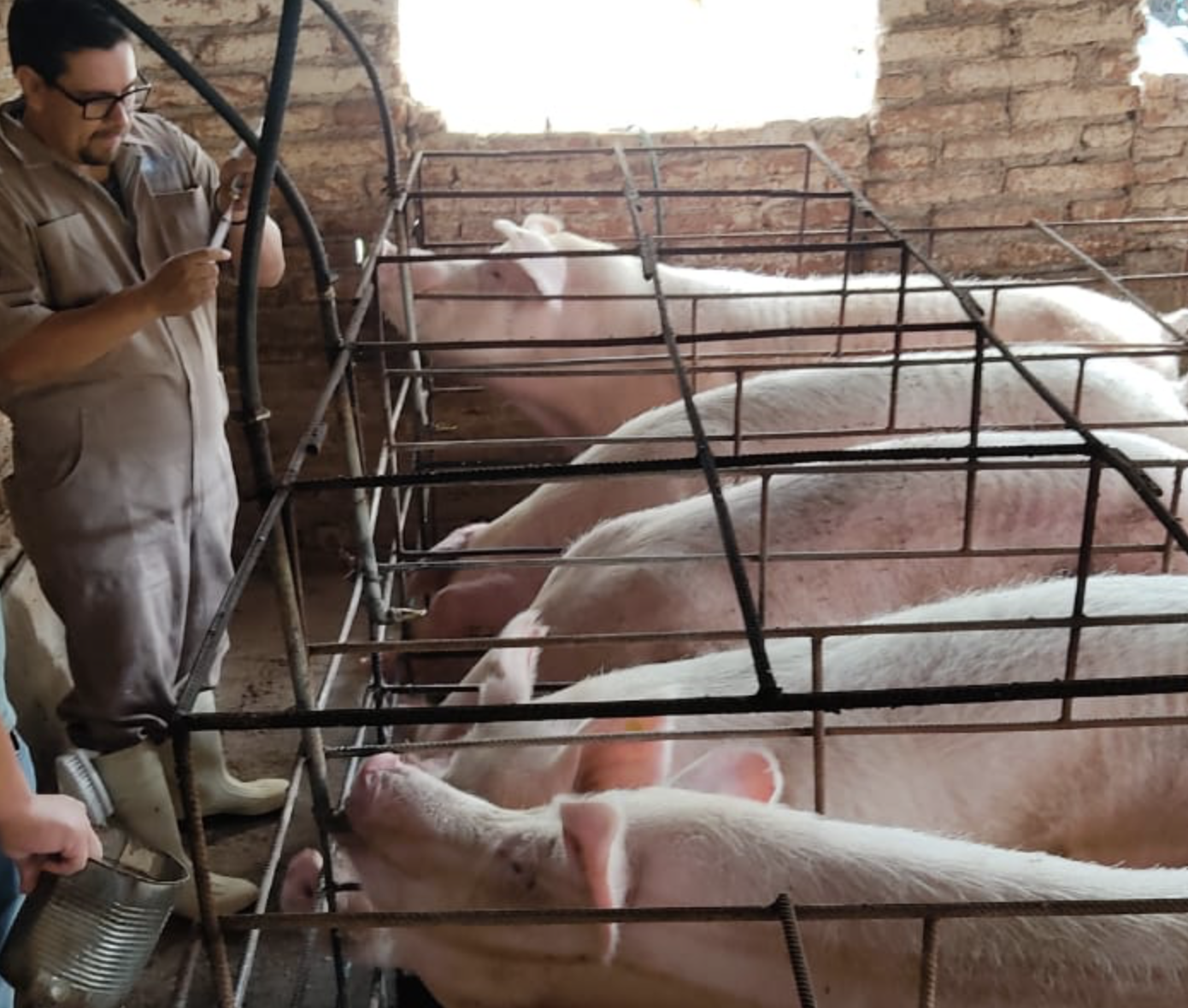 Gusano barrenador mantiene 93 casos activos en Guanajuato; Xichú es el municipio más afectado