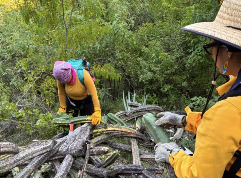 PAOT confirma daños en la flora del Cerro de la Bufa y notifica a PROFEPA