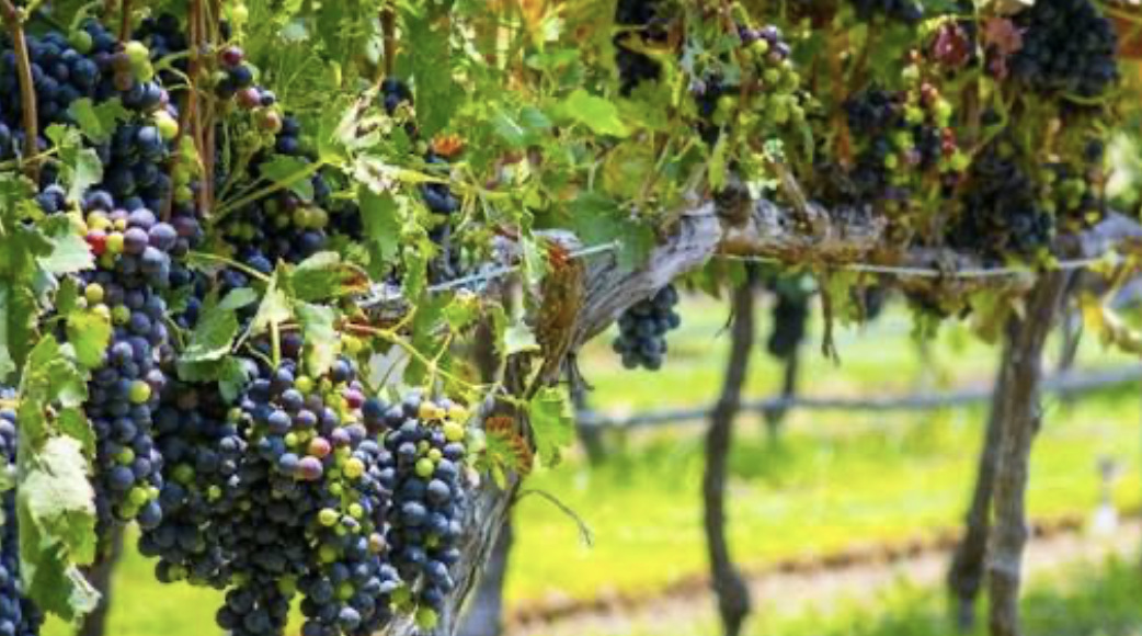 Guanajuato es el cuarto productor de vino a nivel nacional y alista temporada de vendimias