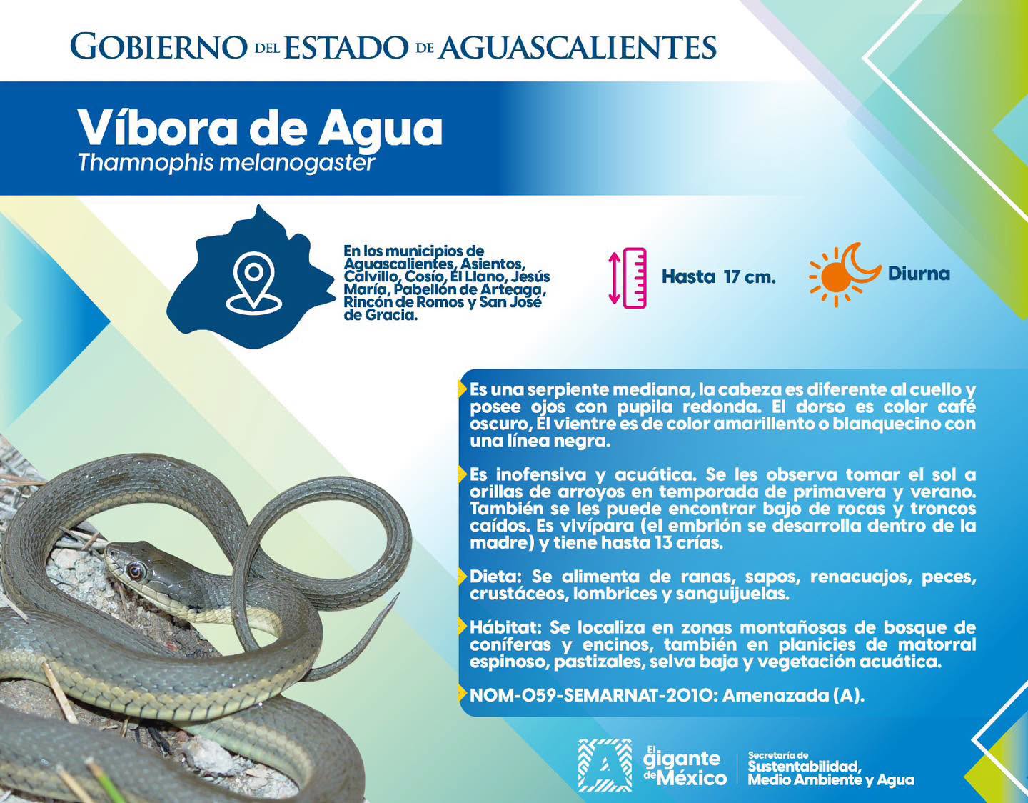 Conoce a la víbora de agua, reptil en peligro de extinción