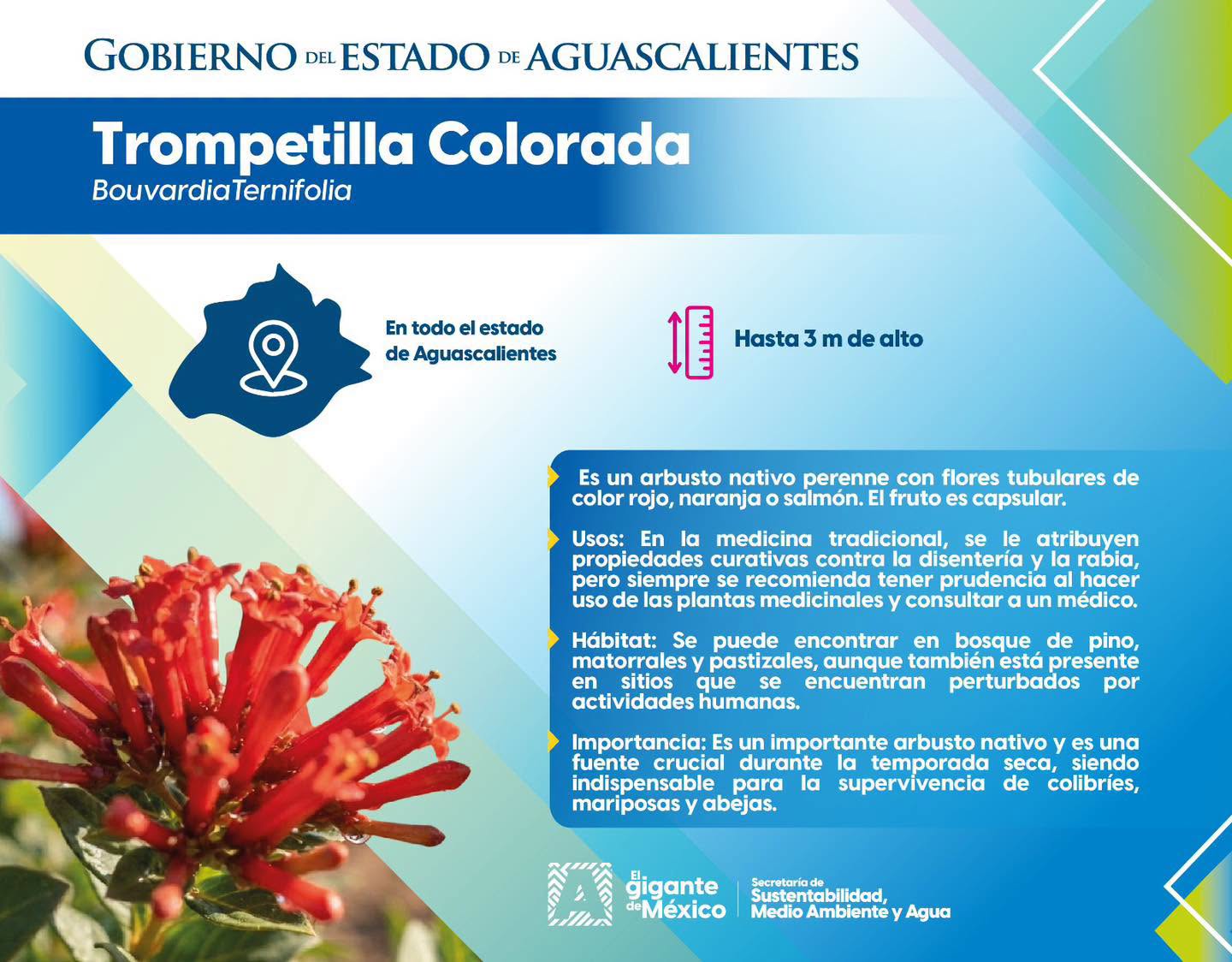 La trompetilla colorada, un arbusto clave para la biodiversidad de Aguascalientes