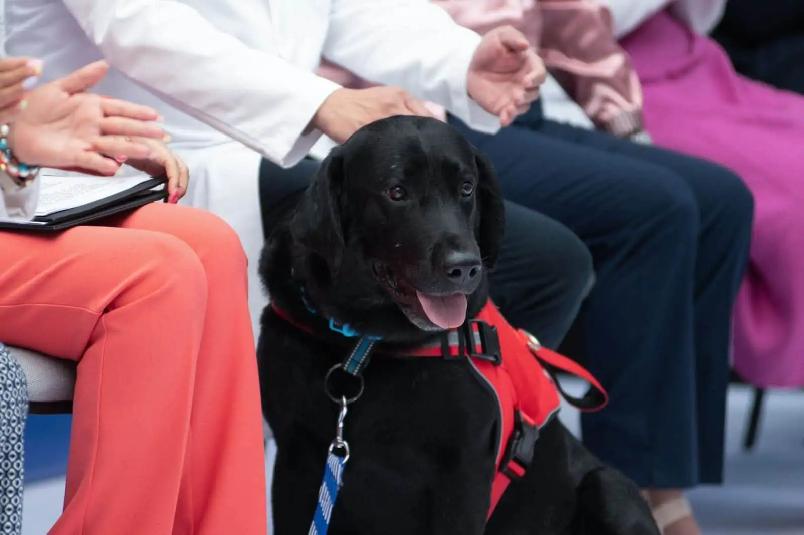 Hospital Hidalgo apuesta por la terapia asistida con perros para pacientes con cáncer