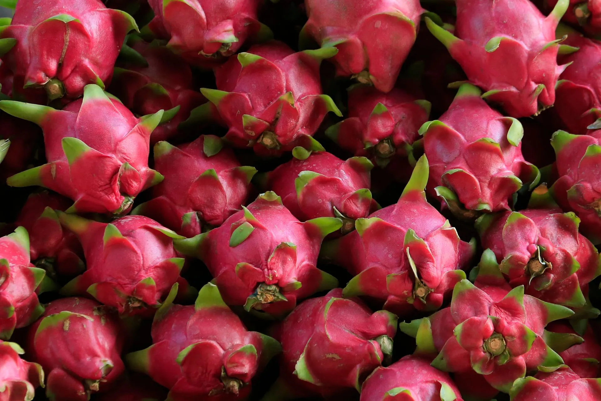Pitahaya: el fruto exótico que gana terreno en Aguascalientes