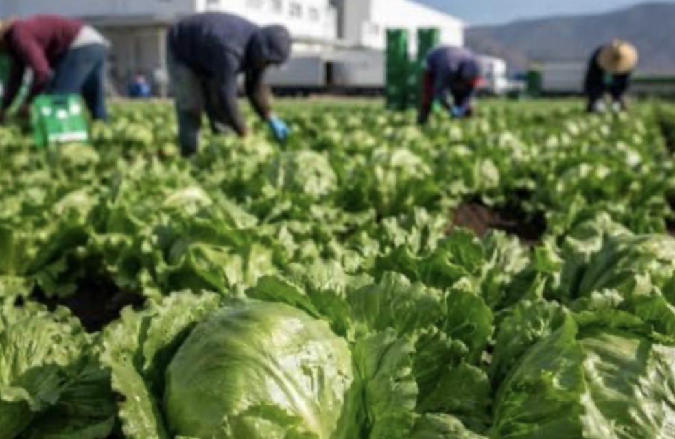 Taylor Farms reanudó operaciones sin pérdidas de empleo; COFOCE descarta impacto en exportaciones de Guanajuato