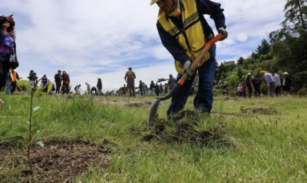 Guanajuato se suma a la Jornada Nacional de Reforestación 2026; arranque será en San Felipe