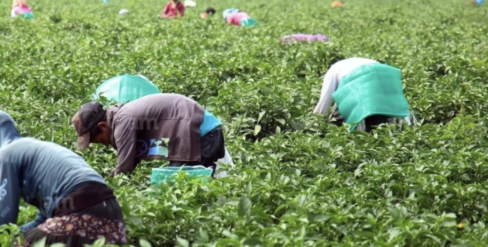 Inspecciona Guanajuato campos agrícolas; este año no ha sancionado empresas