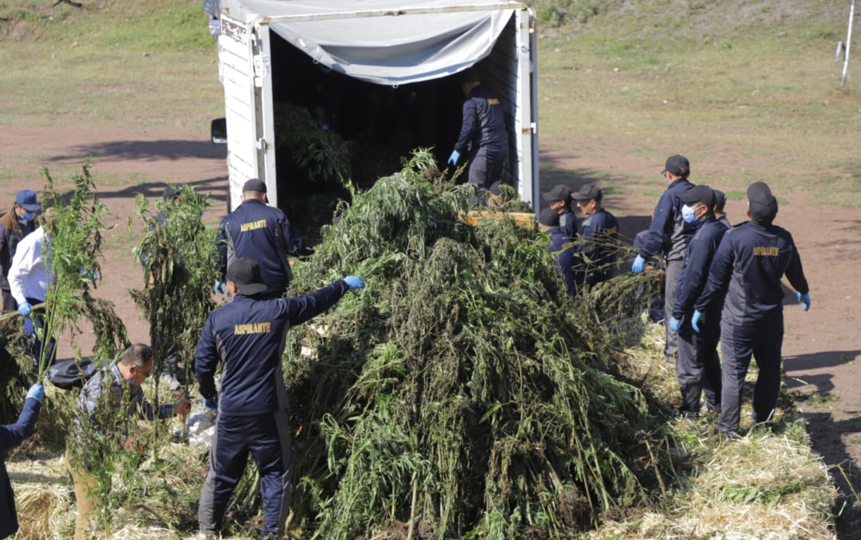 Fiscalía Estatal turna a la FGR investigación por invernadero de marihuana en Romita