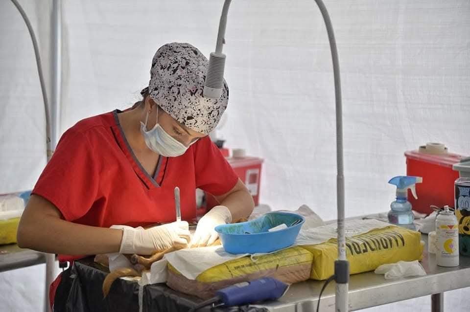 Jesús María reporta más de 250 esterilizaciones de mascotas en lo que va de 2026