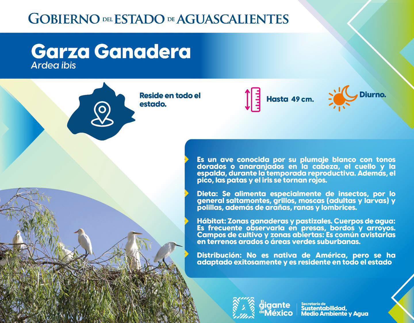 Garza ganadera, una especie adaptada al entorno de Aguascalientes
