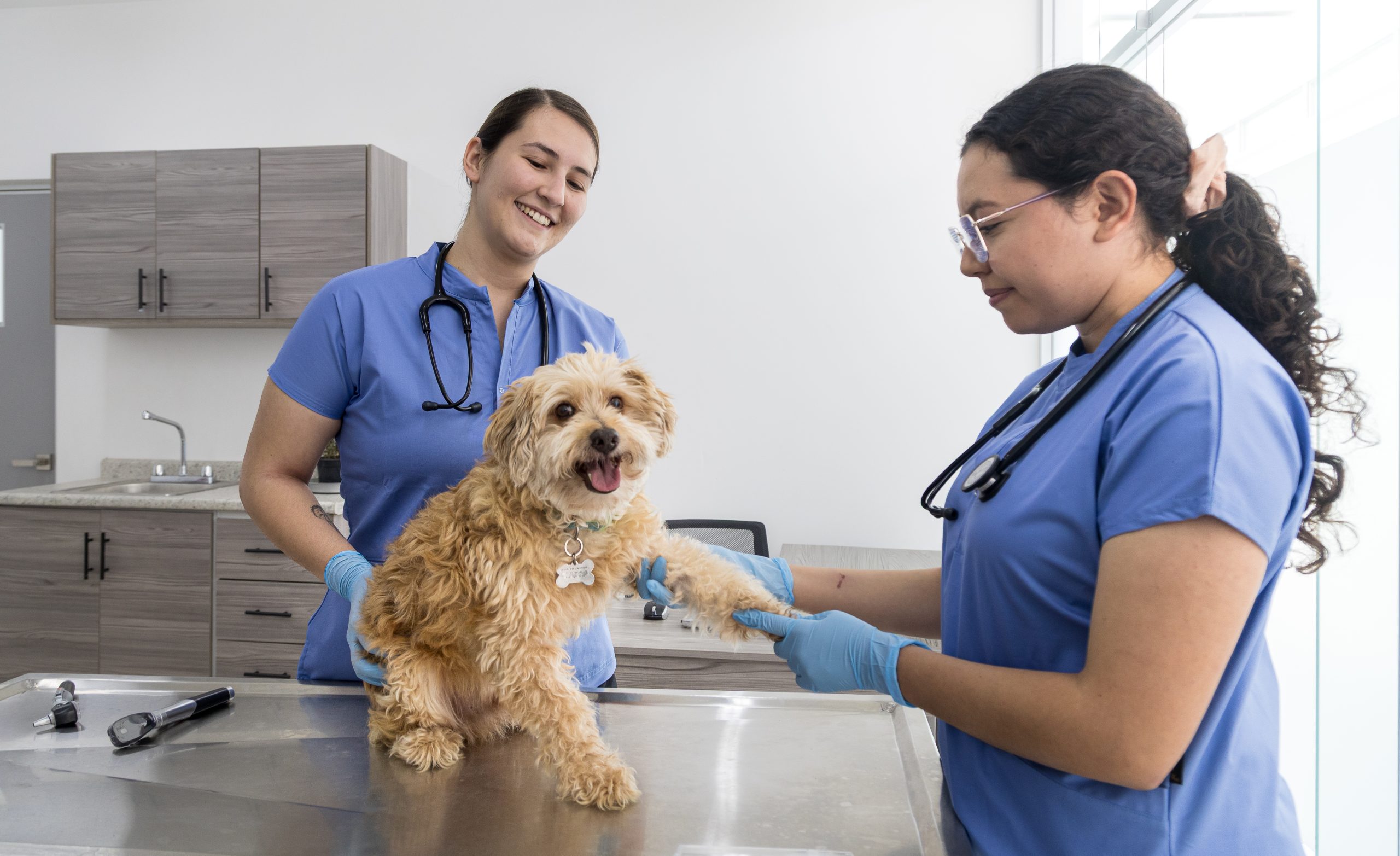 Hospital Veterinario Municipal canaliza casos especializados a clínicas privadas
