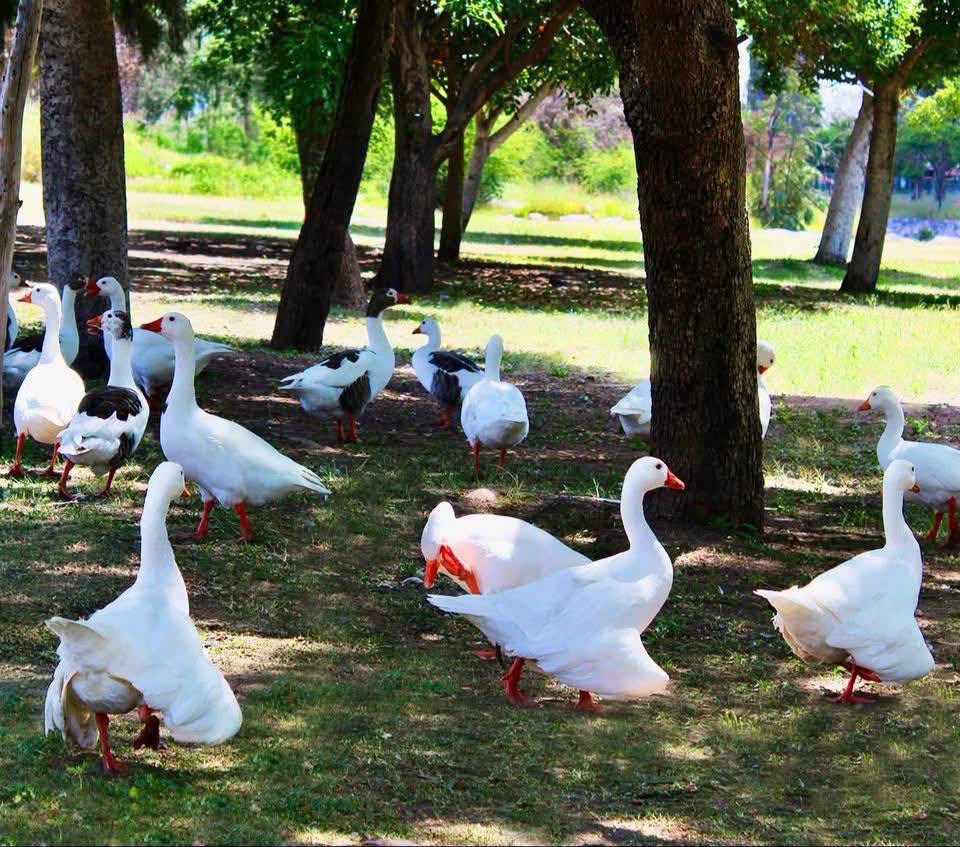 Invitan a disfrutar y proteger la biodiversidad del Parque Rodolfo Landeros Gallegos