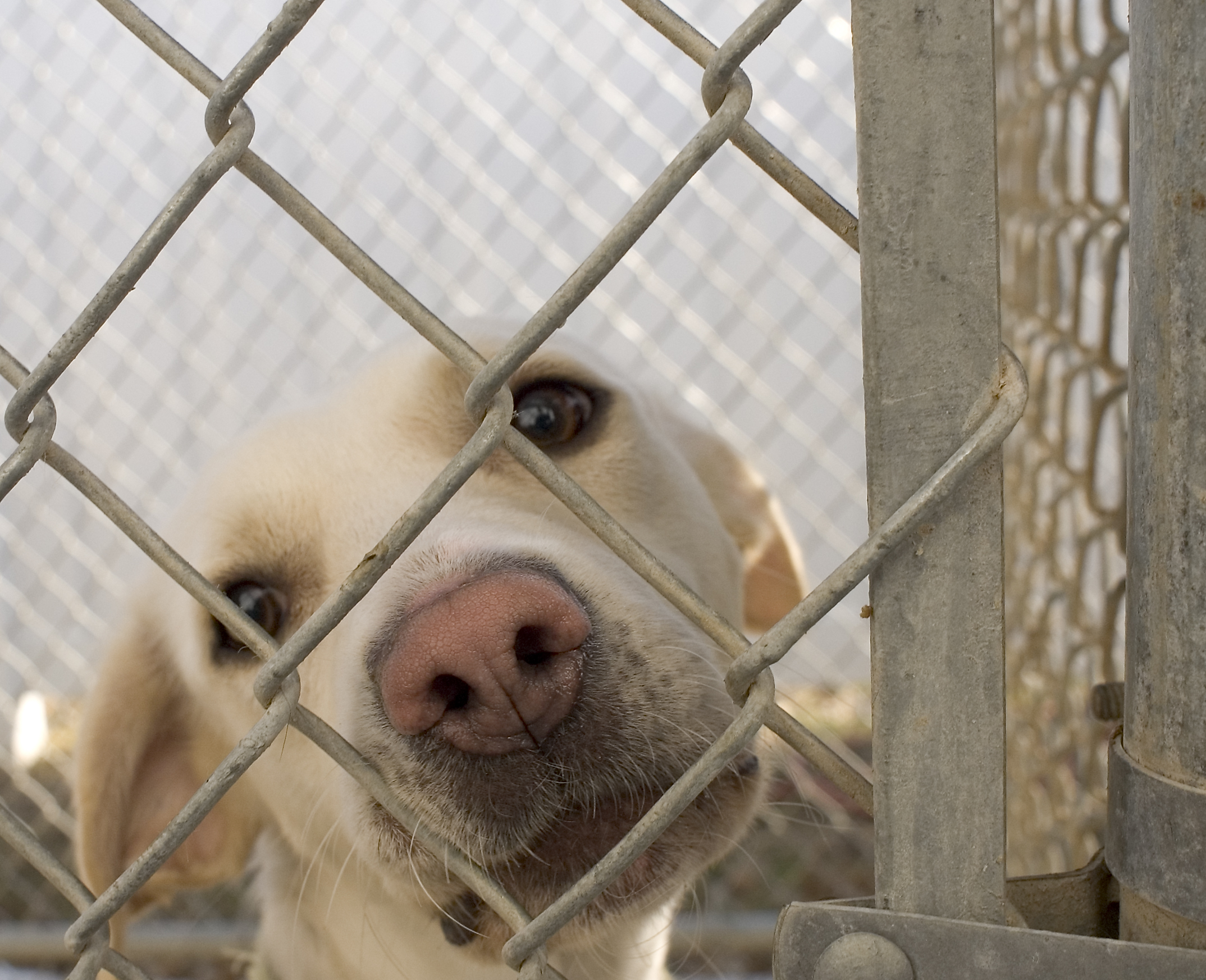 ¿Redadas en lugar de esterilizaciones? Animalistas cuestionan manejo de perros callejeros en municipios