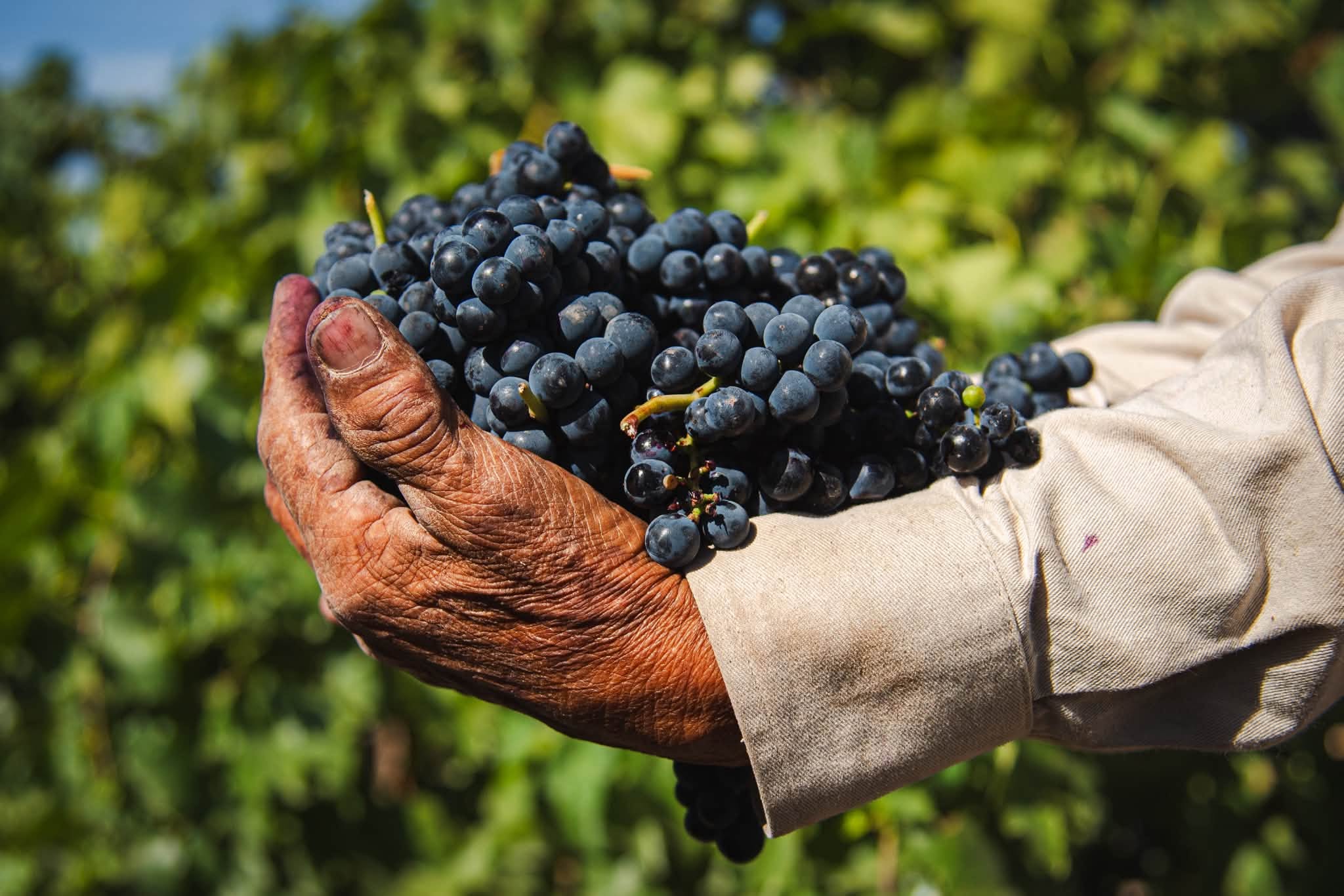 Reconocen talento fotográfico durante las Vendimias de la Ruta del Vino 2026