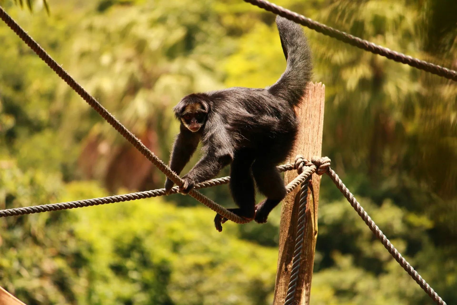 Solo 1 de cada 4 animales sobrevive al tráfico ilegal; PROFEPA suma 30 reportes en 2026