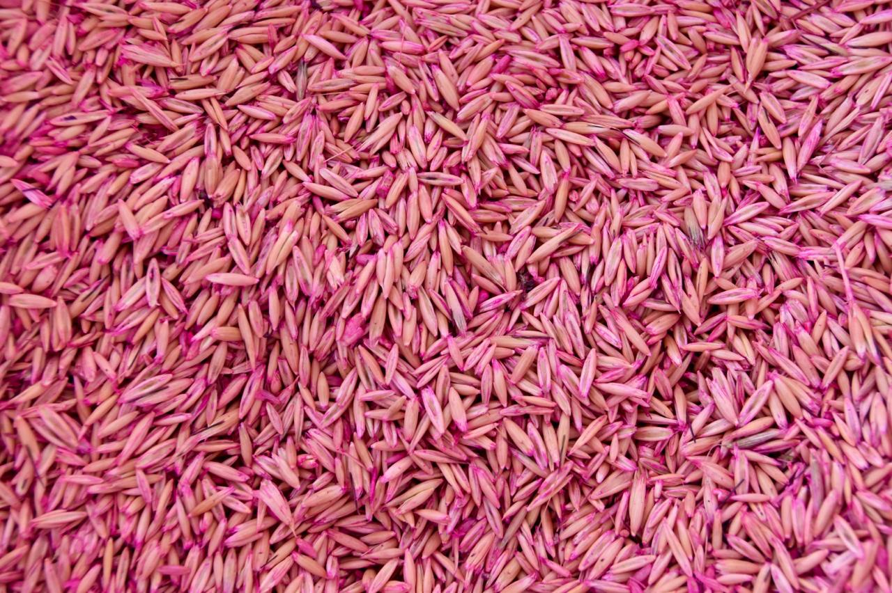 Abre Gobierno del Estado convocatoria para adquirir semilla de avena