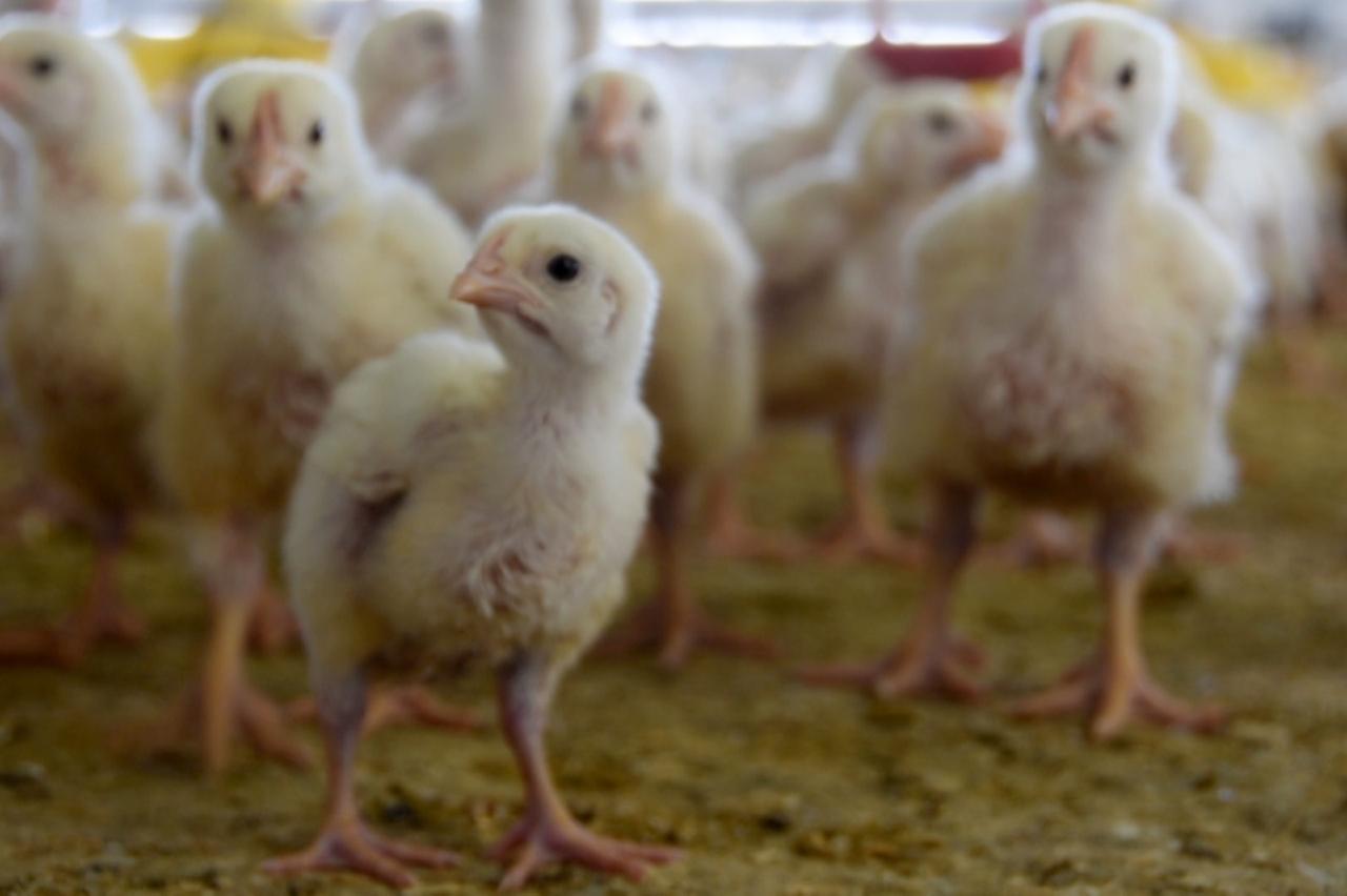 Aguascalientes, segundo lugar nacional en producción de carne de pollo