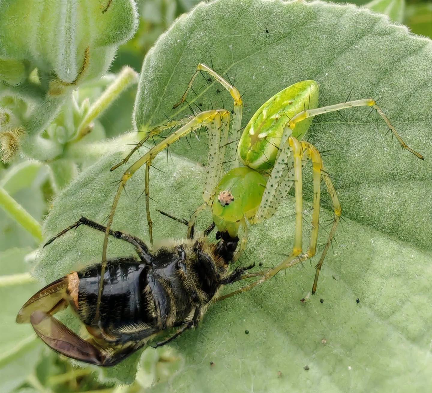 Araña lince, aliada de los ecosistemas, es encontrada durante limpieza del Río San Pedro