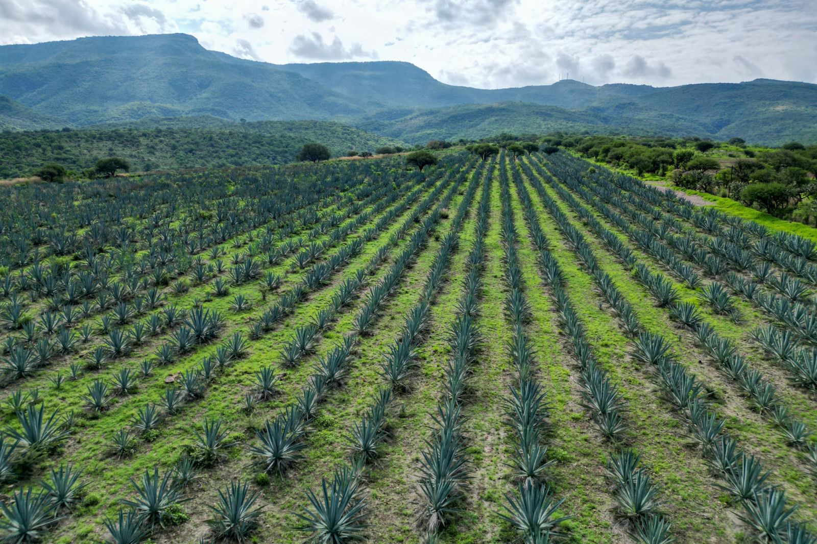 Calvillo le pone su propio sabor al mezcal de Aguascalientes