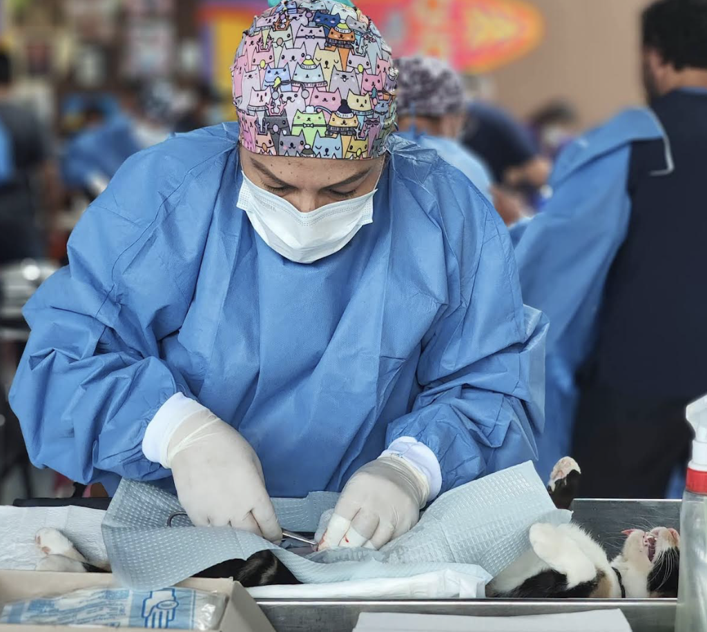 León concentra casi 23 mil esterilizaciones de perros y gatos en 2026