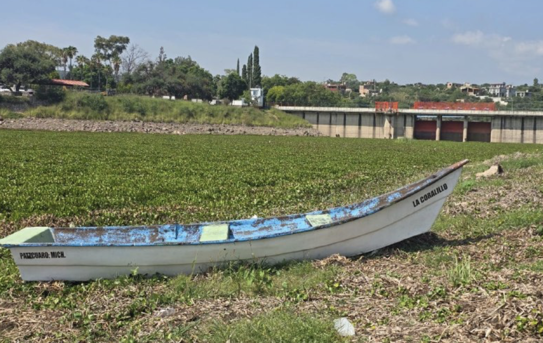 Lirio acuático en Presa Allende crece por descargas de aguas residuales